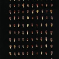 CIMMYTMA 27245 TLAX 250 TC24U-2903-232 K.jpg