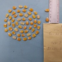 CIMMYTMA 7799 - Reference inventory.jpg