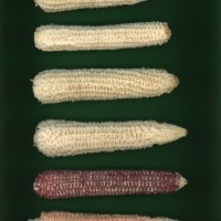 CIMMYTMA 18916 TABA 11 AF23A-0903-40 C.jpg