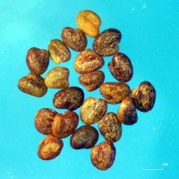 Trifolium-usambarense 12542.jpg