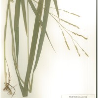 IRGC 105395 Herbarium