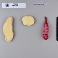 CIP 400945 (root).jpg