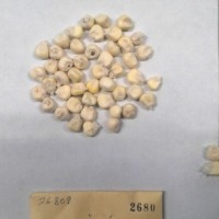 CIMMYTMA 2680 - Reference Inventory.jpg