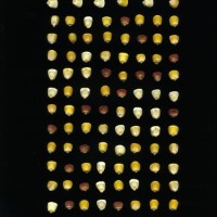 CIMMYTMA 5202 GUAT 158 AF20A-0903-105 K.jpg