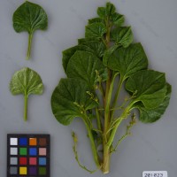 CIP 201023 Herbarium