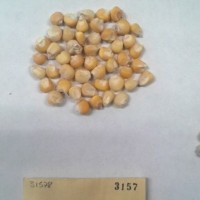 CIMMYTMA 3157 - Reference Inventory.jpg