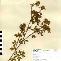 11631 herbarium