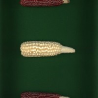 CIMMYTMA 19129 BRAZ RR048 AF23A-0903-24 E1.jpg