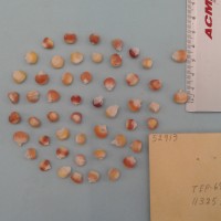 CIMMYTMA 5291 - Reference Inventory.jpg