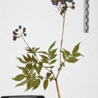 CIP 765705_RPSP 017_06.jpg