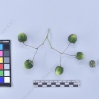 CIP 761302_OCHS 11852_buk_B_2024.jpg