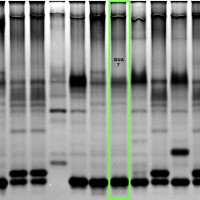 GUA7 gel