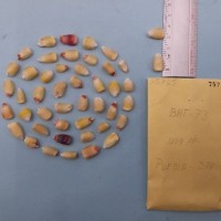 CIMMYTMA 7576 - Reference inventory.jpg