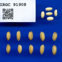 IRGC 91908 Seed Photo