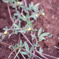 Stylosanthes macrocephala 12041 fl.JPG