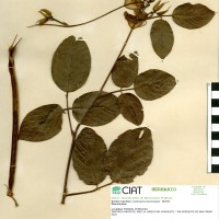 15455 herbarium