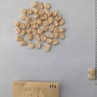 CIMMYTMA 423 - Reference Inventory.jpg