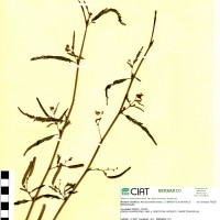 7562 herbarium
