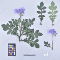 CIP 761845_OCH 13856_buk_H_2024.jpg