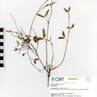 271 herbarium