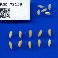 IRGC 72158 Seed Photo