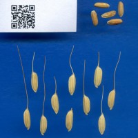 IRGC 54199 Seed Photo