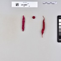 CIP 420141 (root).jpg