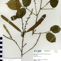 22381 herbarium