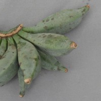 6.7.11 - Fusion of pedicels