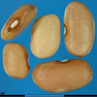 G6501 seed.jpg