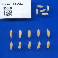 IRGC 73921 Seed Photo