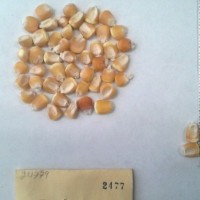 CIMMYTMA 2477 - Reference Inventory.jpg