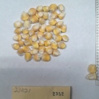 CIMMYTMA 2352 - Reference Inventory.jpg