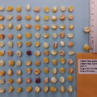 CIMMYTMA 16276 - Reference Inventory.jpg