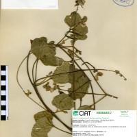 17315 herbarium