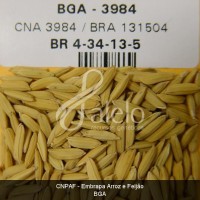 BRA00002721-9.JPG