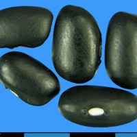 G50849R3 seed.jpg