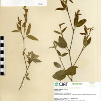 9598 herbarium