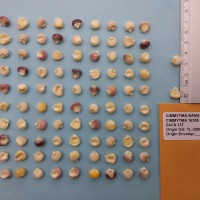 CIMMYTMA 16305 - Reference Inventory.jpg