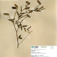 850 herbarium