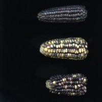 CIMMYTMA 90 PUEB 211 BA21U-2903-187 E1_compress.jpg