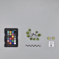 CIP761139_OCHS 9796_B.JPG