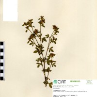 11676 herbarium