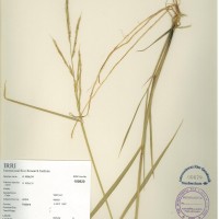 IRGC 100820 Herbarium