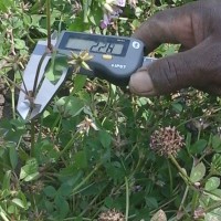 Trifolium tembense_7727 (7).jpg