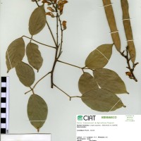 22399 herbarium