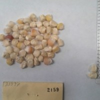 CIMMYTMA 2159 - Reference Inventory.jpg