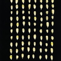 CIMMYTMA 24700 MEXI 681 TC24U-2903-228 K.jpg