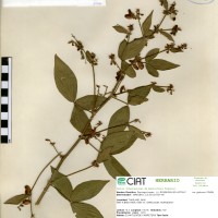 21116 herbarium