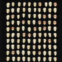 CIMMYTMA 26825 GUAN 417 BA22U-2903-74 K.jpg